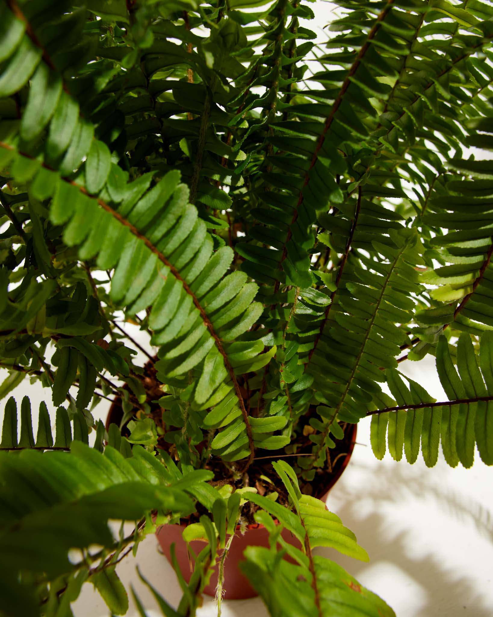 Boston Fern Plant - Indoor Plants - PL_BFP_4IN1 - Varnish + Vine - 5
