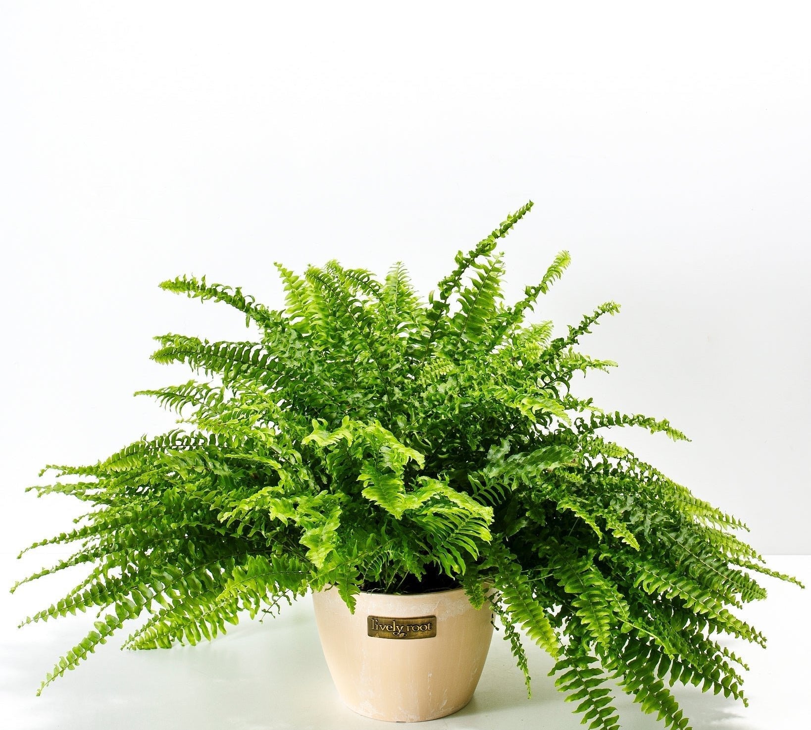 Boston Fern Plant - Indoor Plants - PB_BFP_ECO_MA_6IN1 - Varnish + Vine - 16