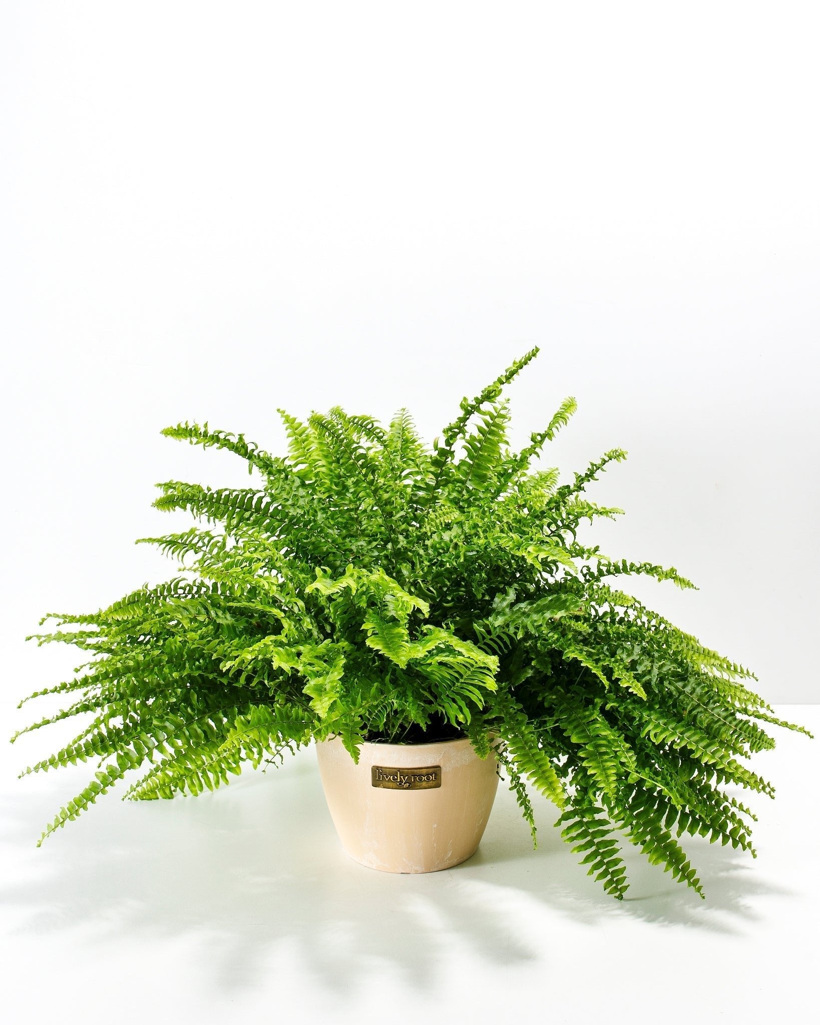 Boston Fern Plant - Indoor Plants - PB_BFP_ECO_MA_6IN1 - Varnish + Vine - 16