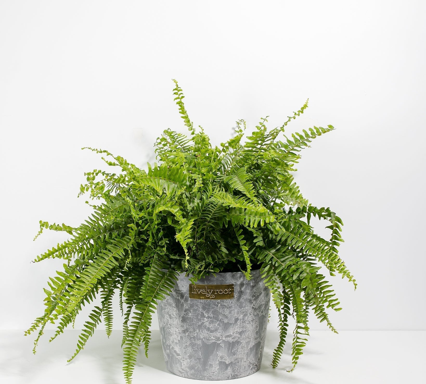 Boston Fern Plant - Indoor Plants - PB_BFP_ECO_EG_10IN1 - Varnish + Vine - 18