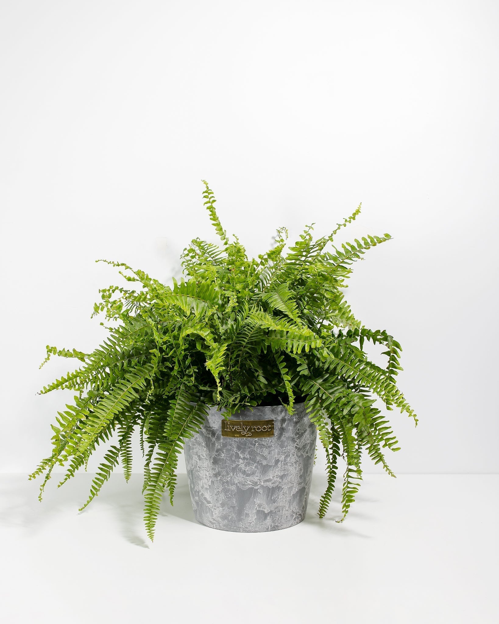Boston Fern Plant - Indoor Plants - PB_BFP_ECO_EG_10IN1 - Varnish + Vine - 18