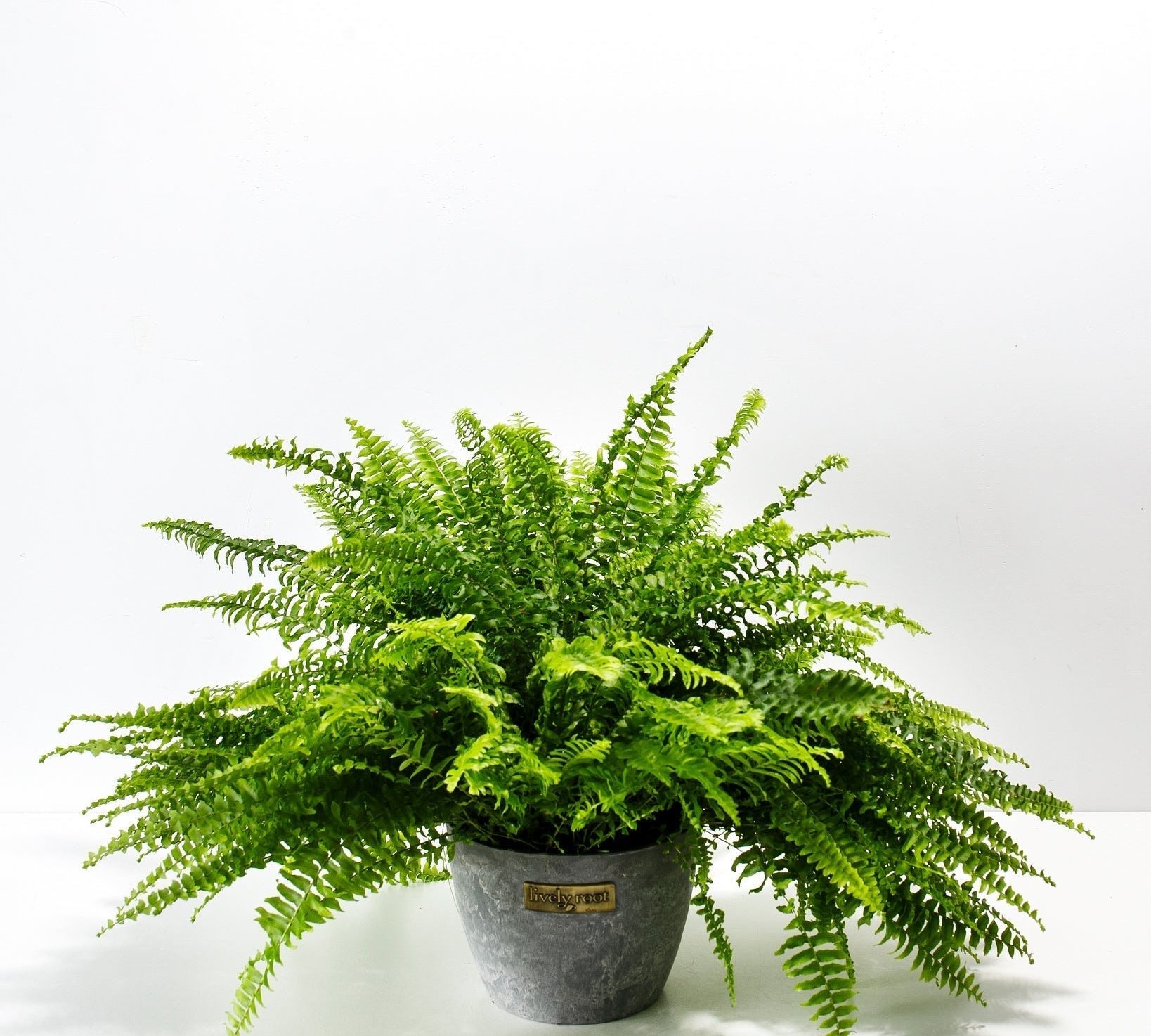 Boston Fern Plant - Indoor Plants - PB_BFP_ECO_EG_6IN1 - Varnish + Vine - 14
