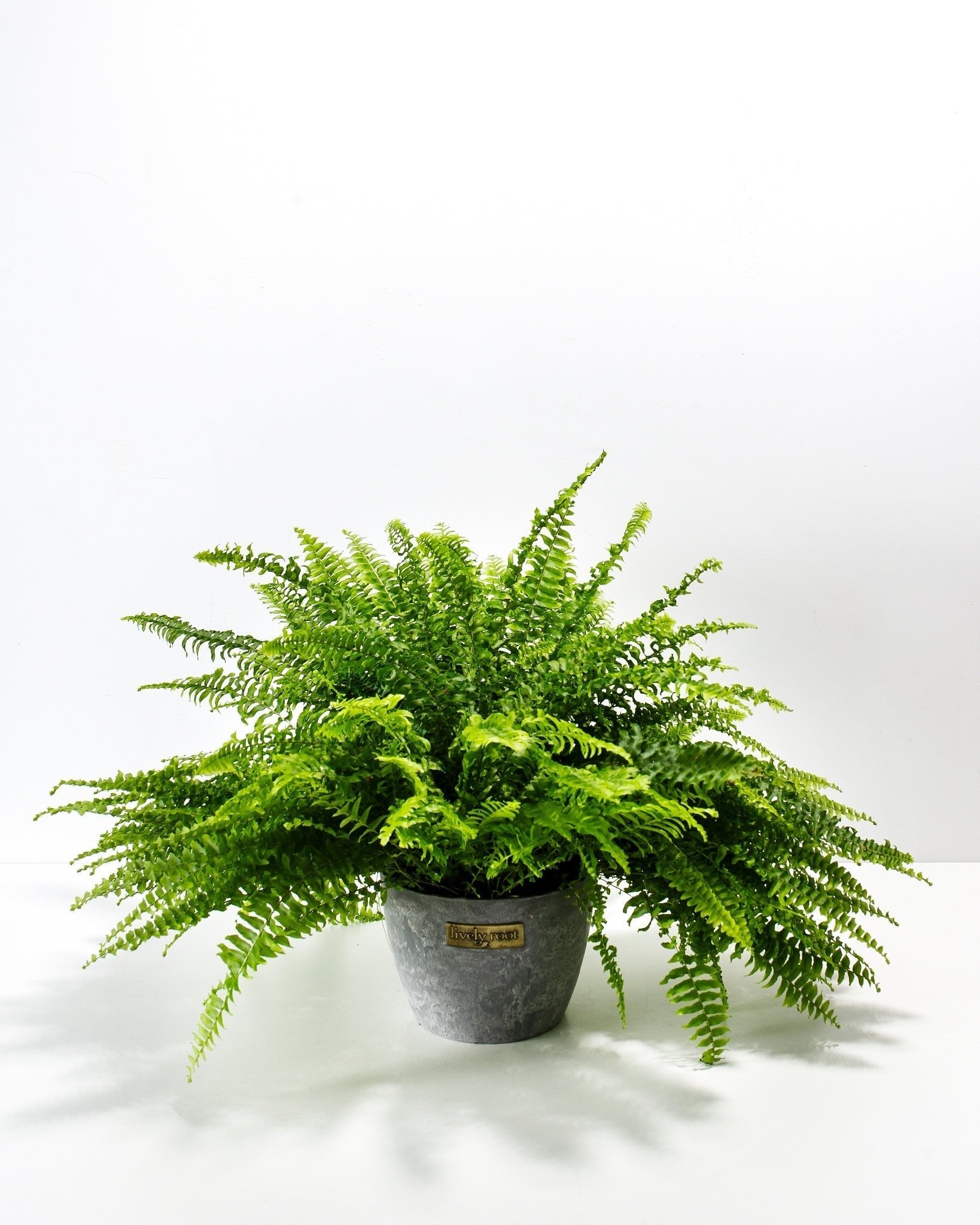 Boston Fern Plant - Indoor Plants - PB_BFP_ECO_EG_6IN1 - Varnish + Vine - 14
