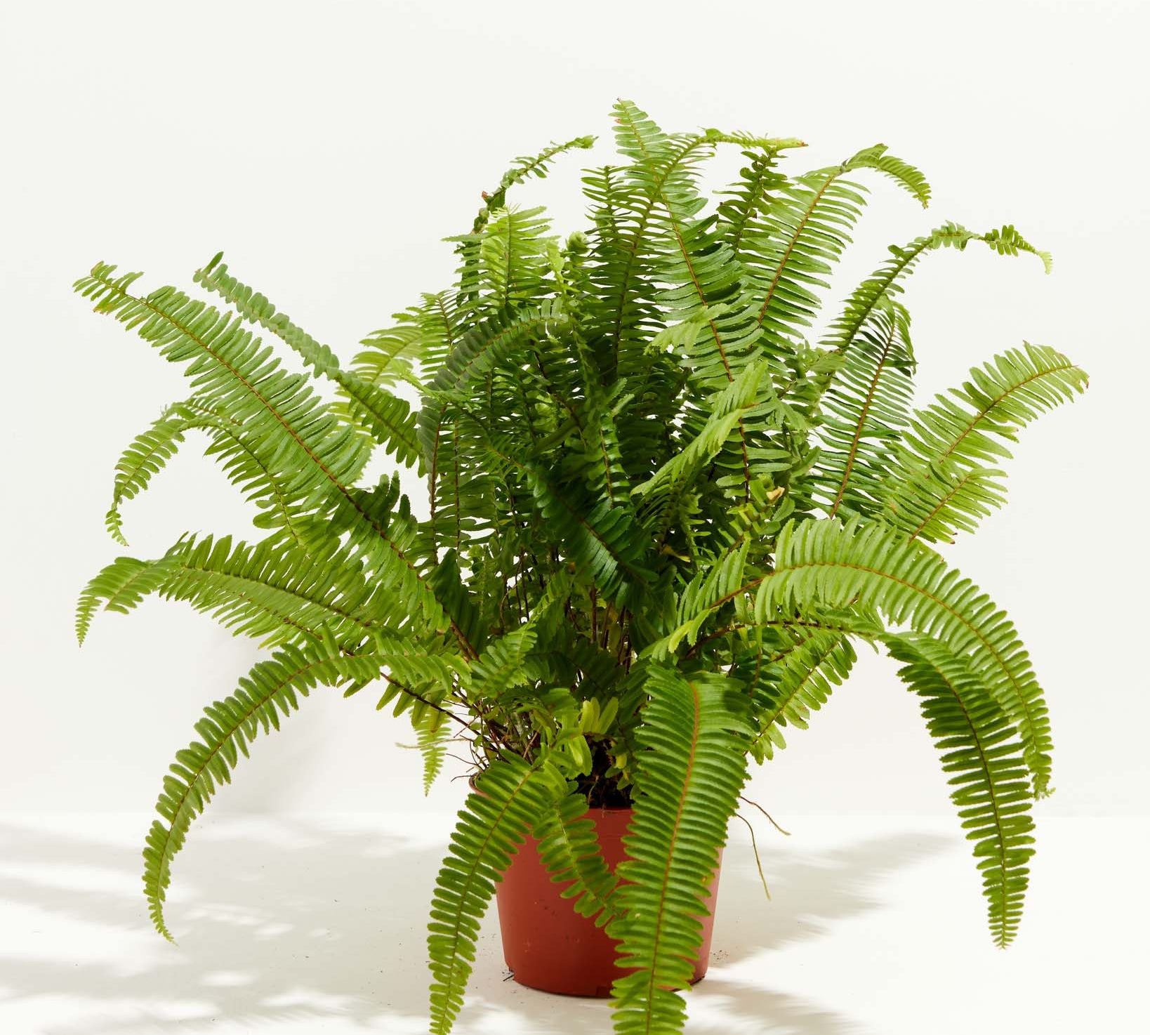 Boston Fern Plant - Indoor Plants - PL_BFP_6IN1 - Varnish + Vine - 8