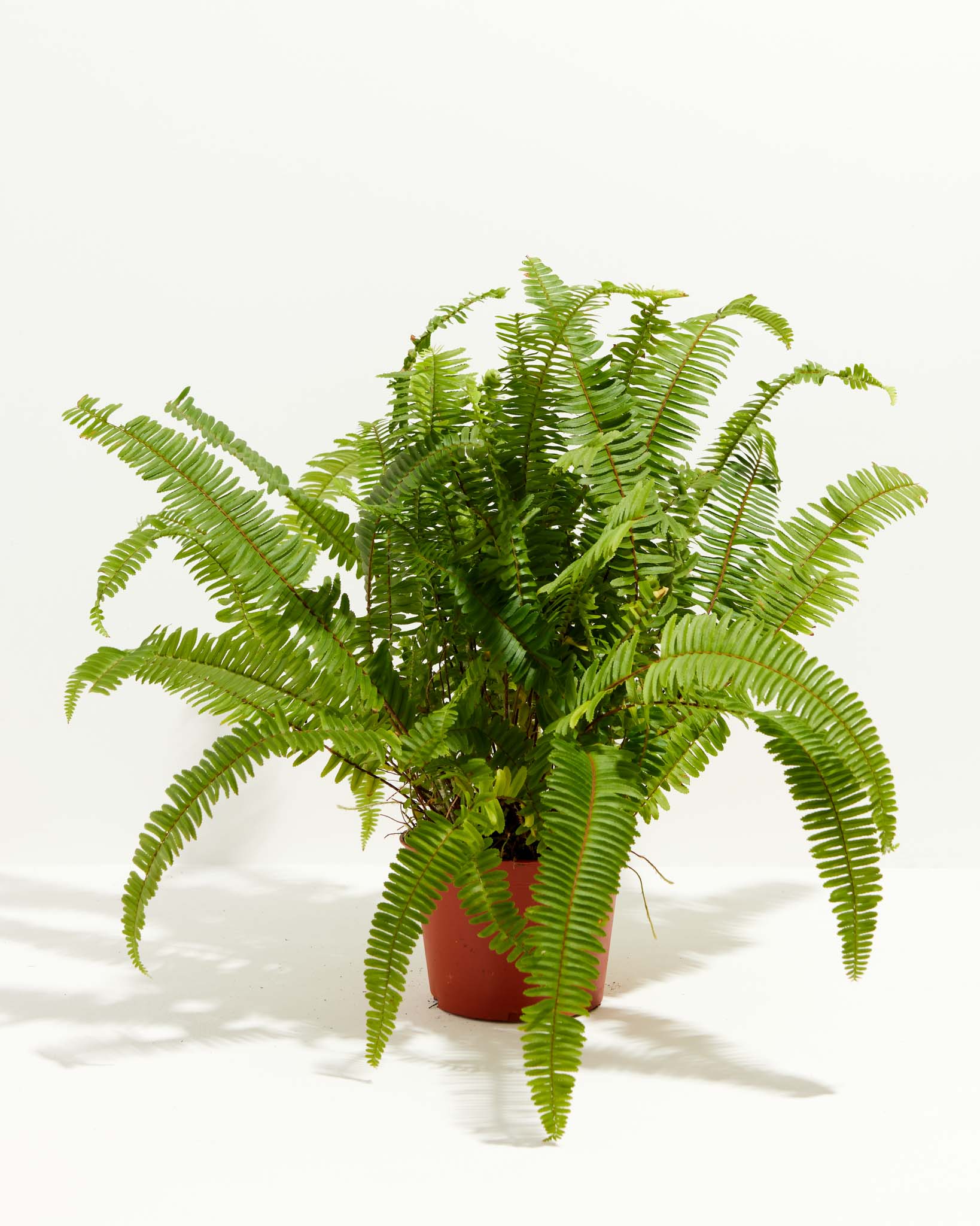 Boston Fern Plant - Indoor Plants - PL_BFP_6IN1 - Varnish + Vine - 8