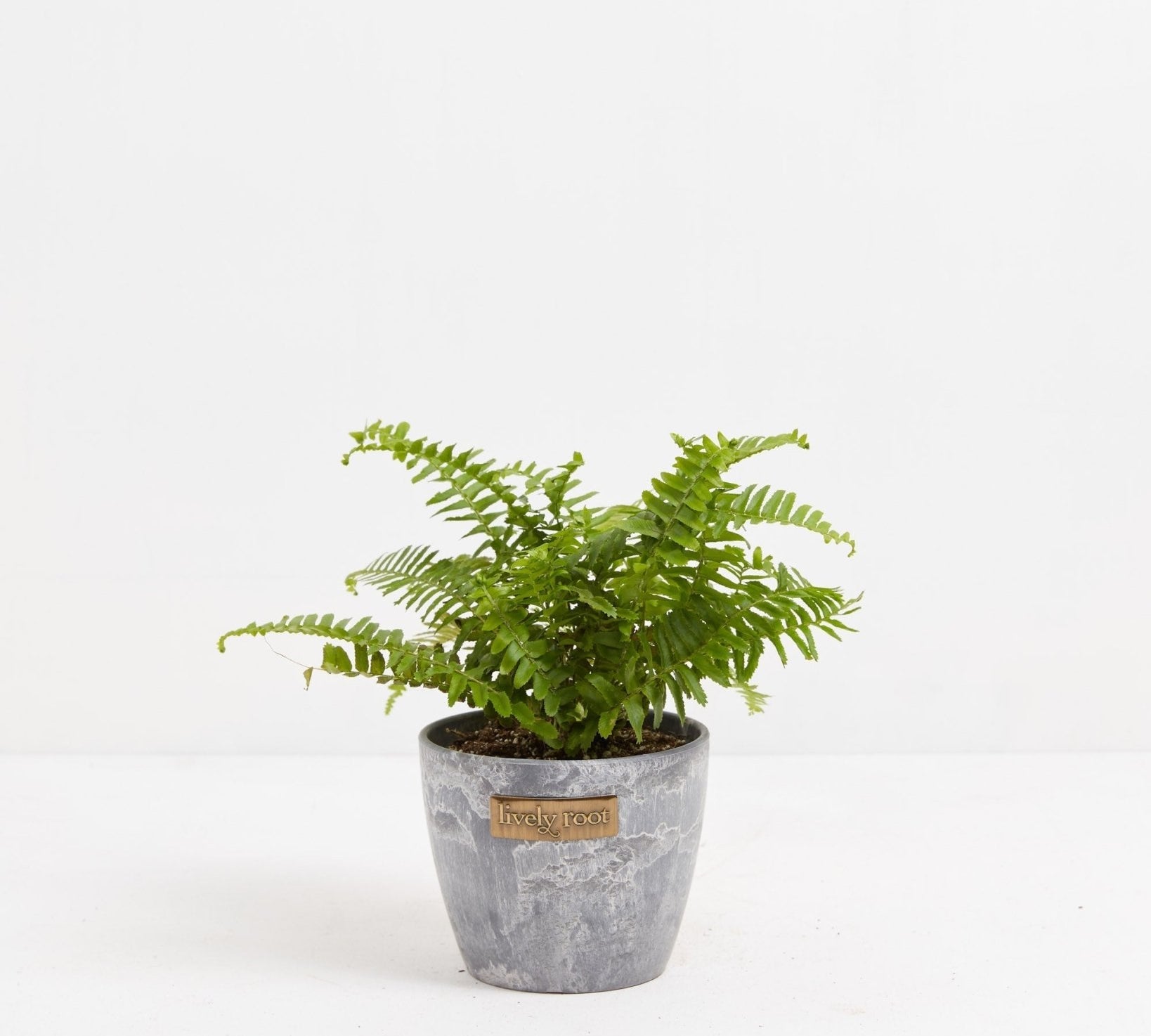 Boston Fern Plant - Indoor Plants - PB_BFP_ECO_EG_4IN1 - Varnish + Vine - 10