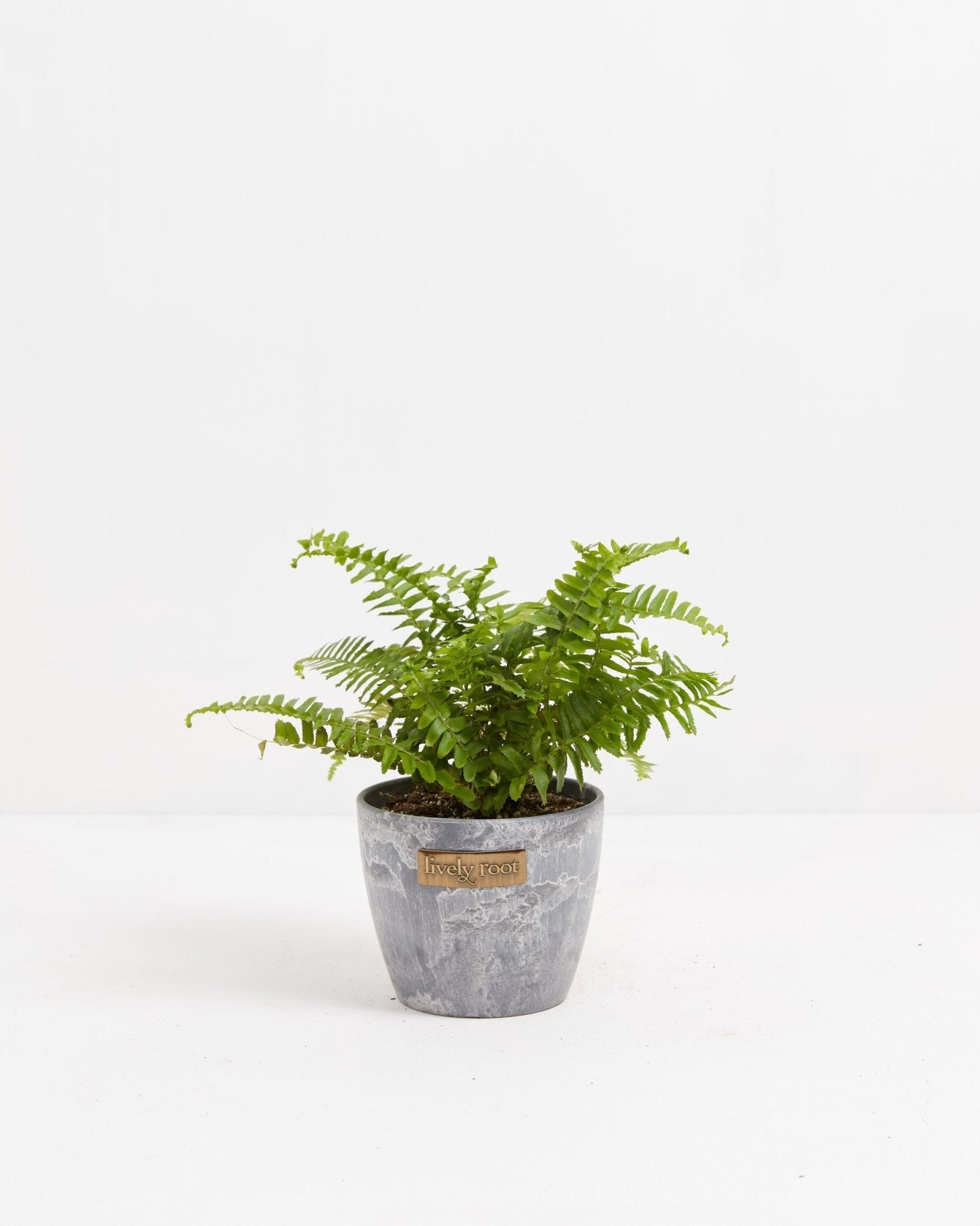 Boston Fern Plant - Indoor Plants - PB_BFP_ECO_EG_4IN1 - Varnish + Vine - 10