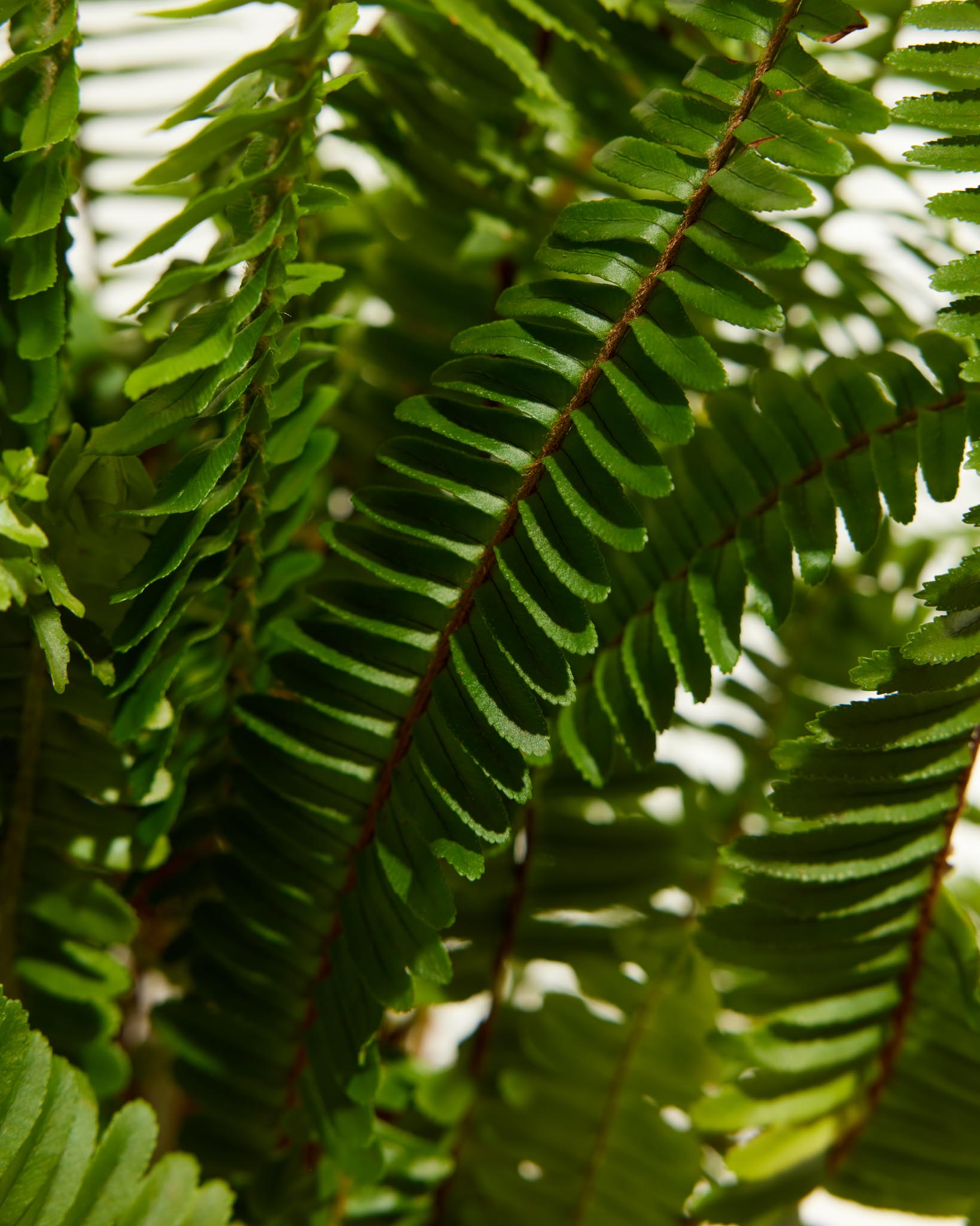 Boston Fern Plant - Indoor Plants - PL_BFP_4IN1 - Varnish + Vine - 6