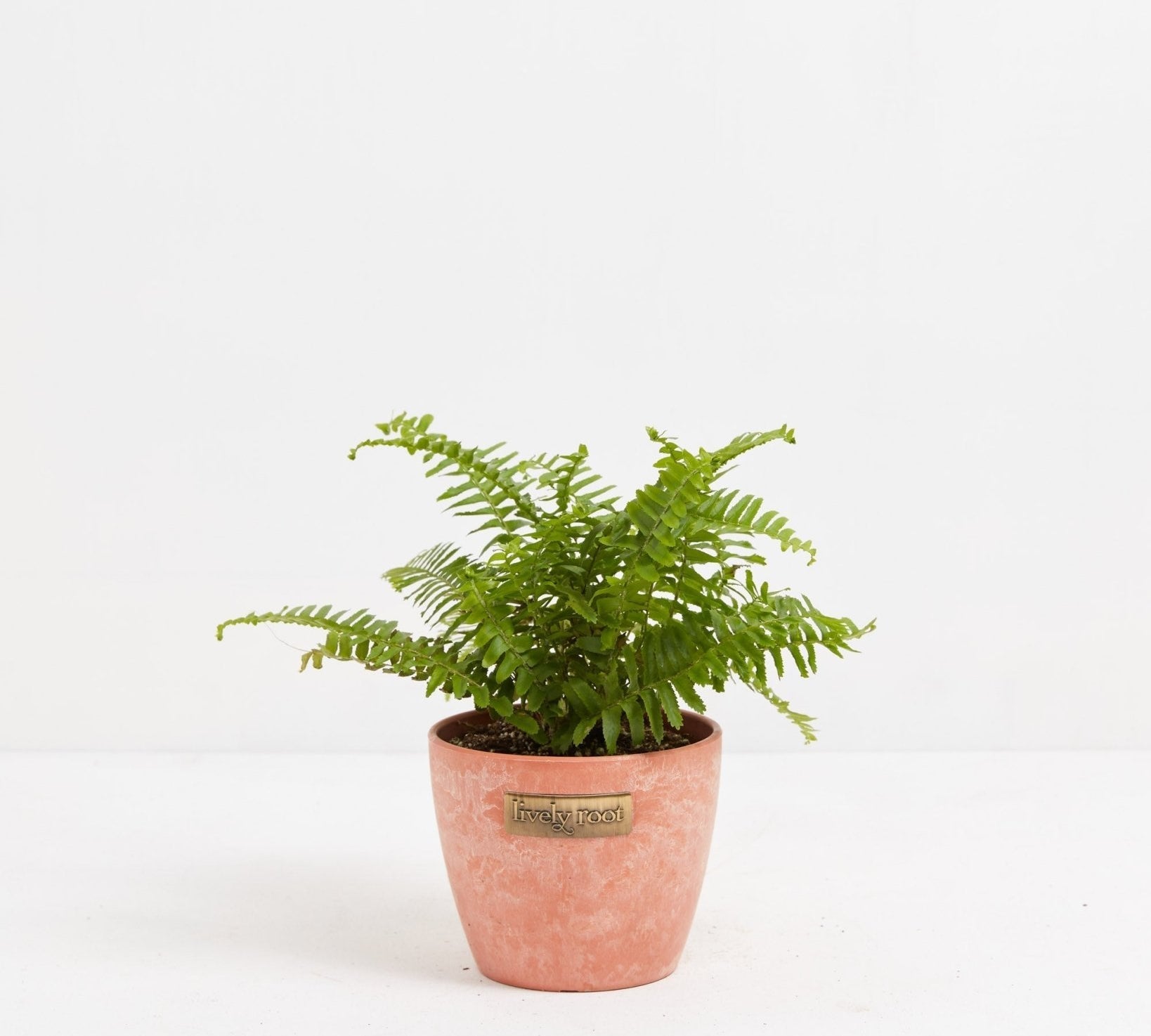 Boston Fern Plant - Indoor Plants - PB_BFP_ECO_CH_4IN1 - Varnish + Vine - 11