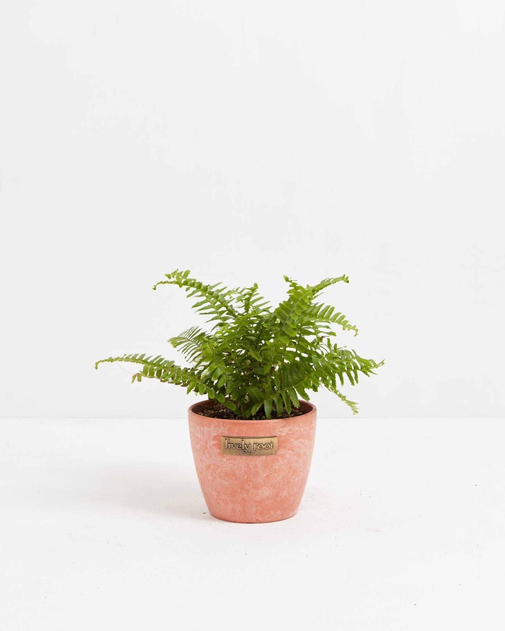 Boston Fern Plant - Indoor Plants - PB_BFP_ECO_CH_4IN1 - Varnish + Vine - 11