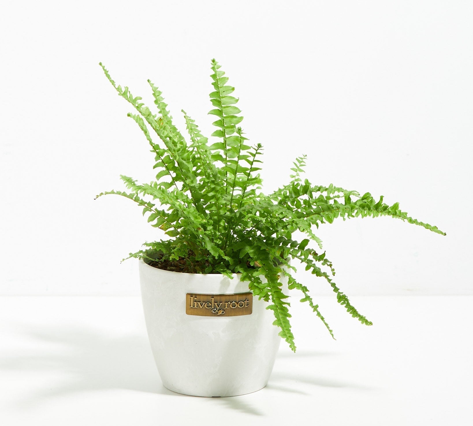 Boston Fern Plant - Indoor Plants - PB_BFP_ECO_CO_4IN1 - Varnish + Vine - 9