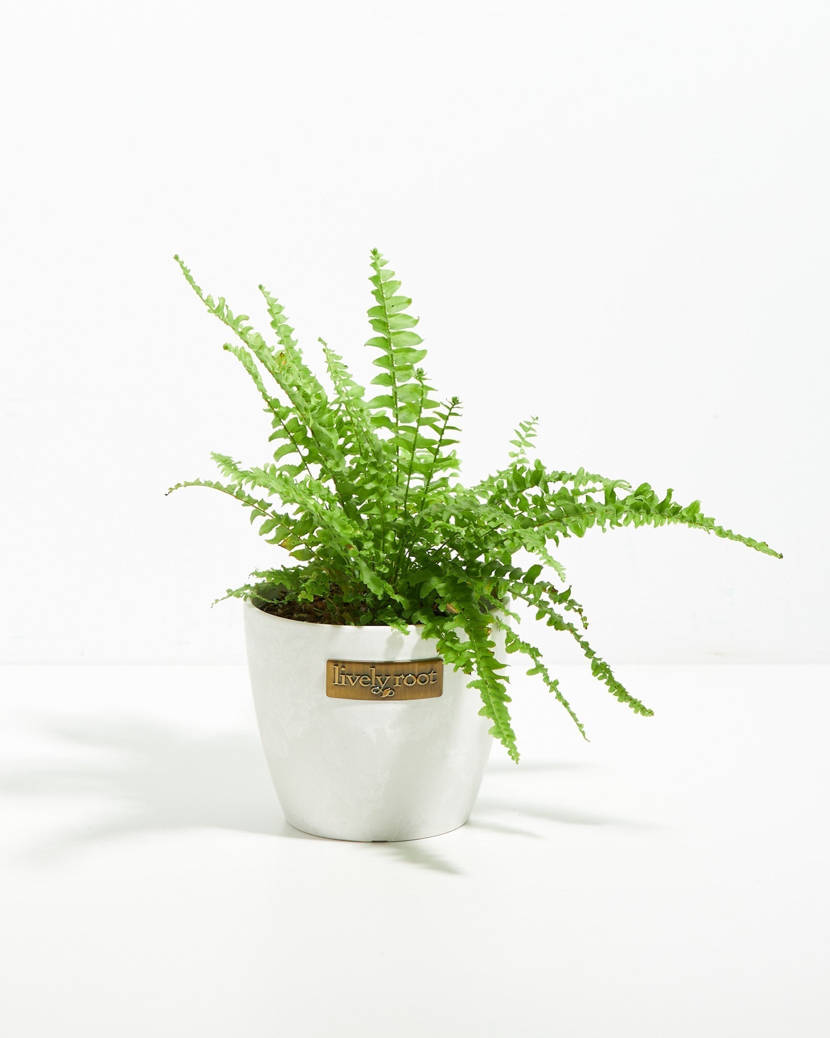 Boston Fern Plant - Indoor Plants - PB_BFP_ECO_CO_4IN1 - Varnish + Vine - 9
