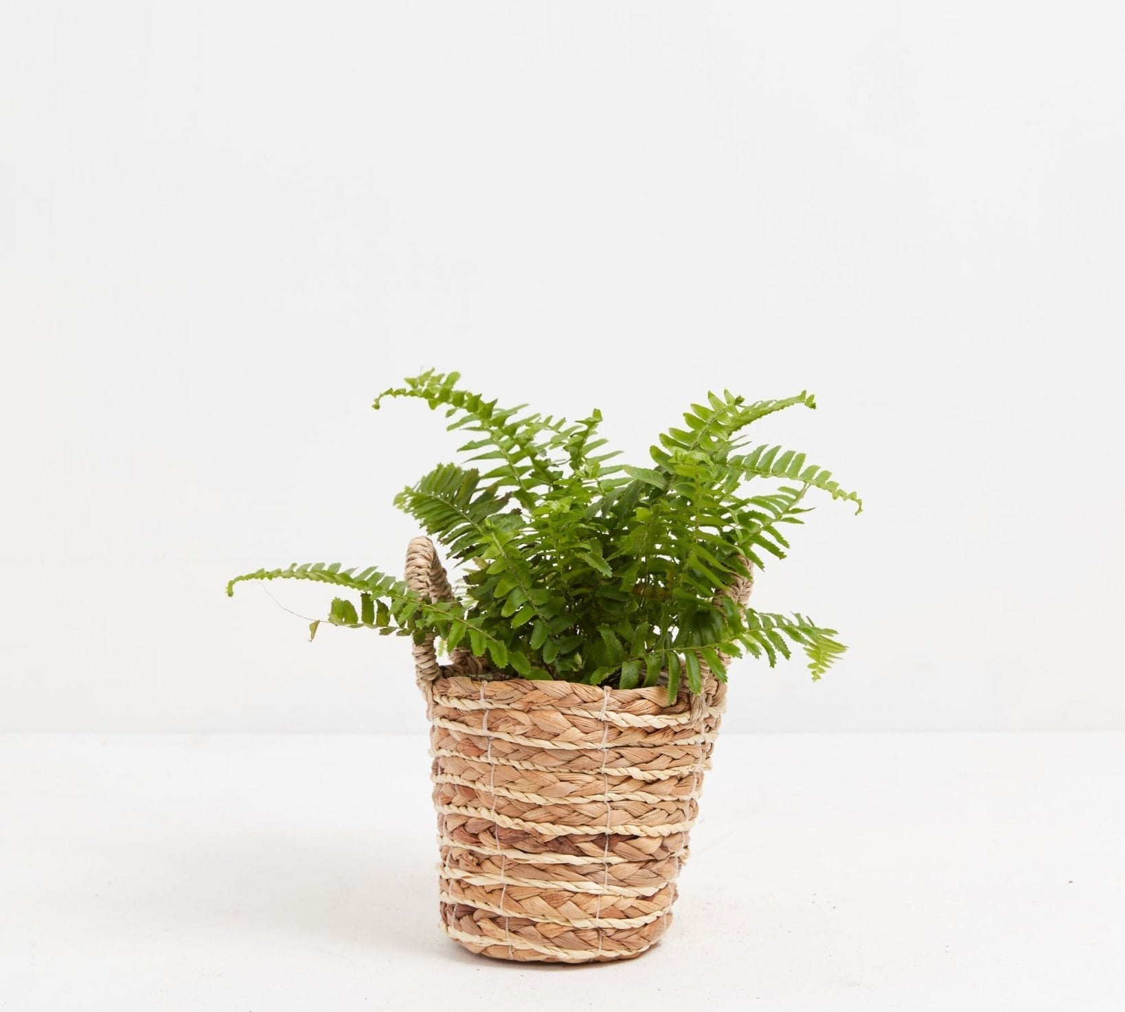 Boston Fern Plant - Indoor Plants - PB_BFP_BAS_LI_4IN1 - Varnish + Vine - 20