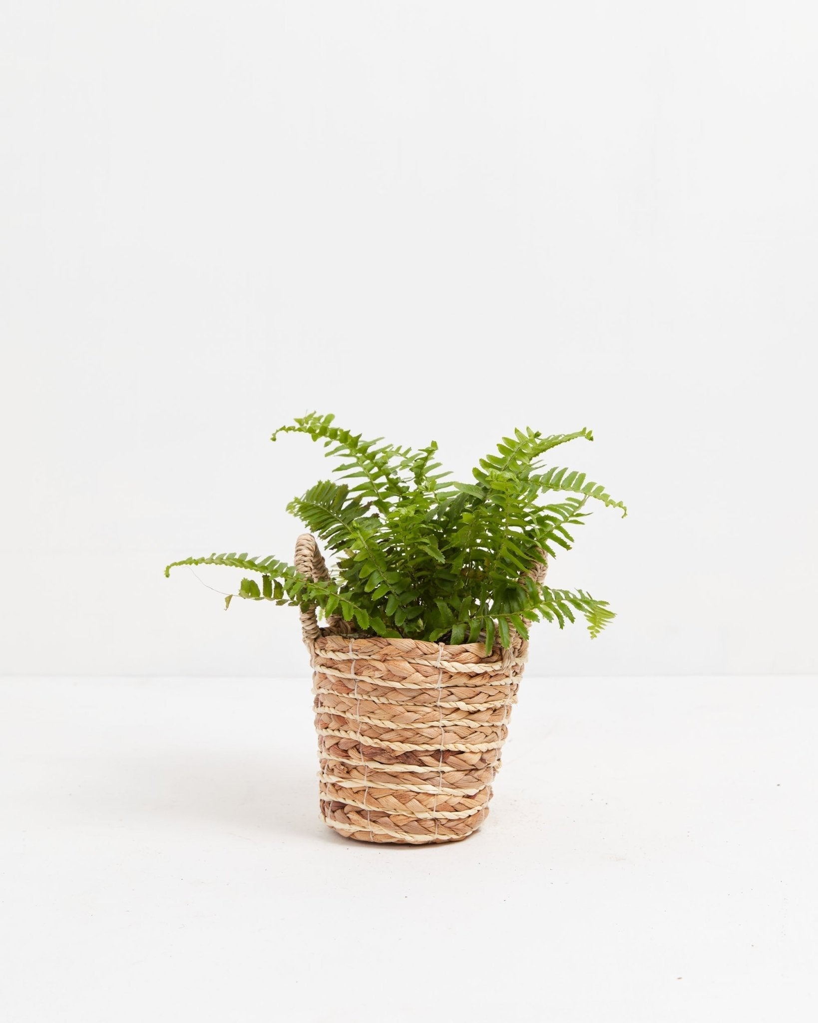 Boston Fern Plant - Indoor Plants - PB_BFP_BAS_LI_4IN1 - Varnish + Vine - 20