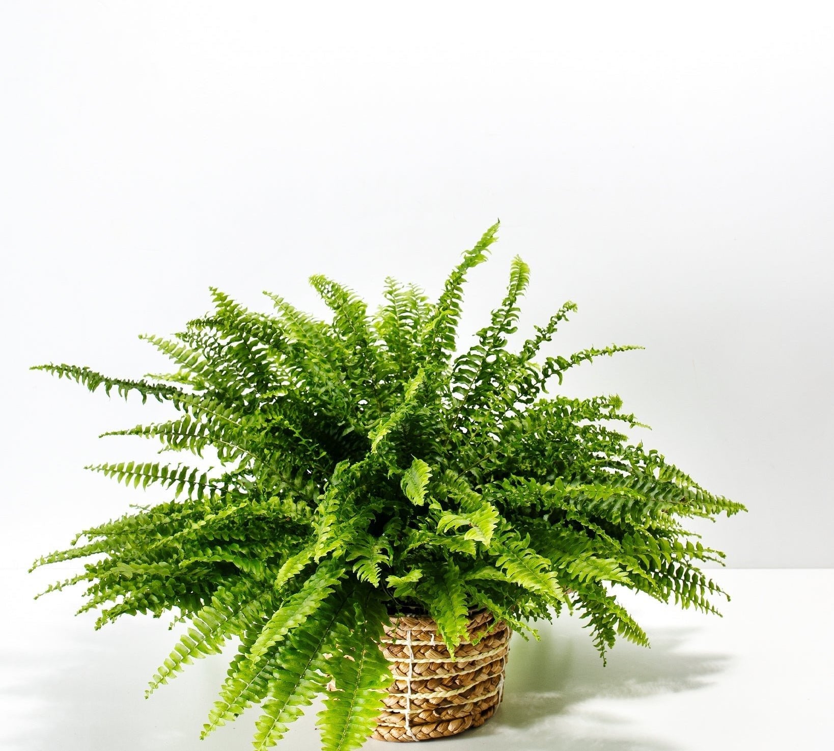 Boston Fern Plant - Indoor Plants - PB_BFP_BAS_LI_6IN1 - Varnish + Vine - 21