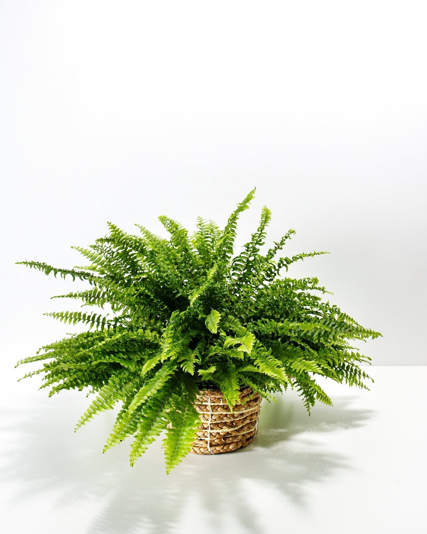 Boston Fern Plant - Indoor Plants - PB_BFP_BAS_LI_6IN1 - Varnish + Vine - 21