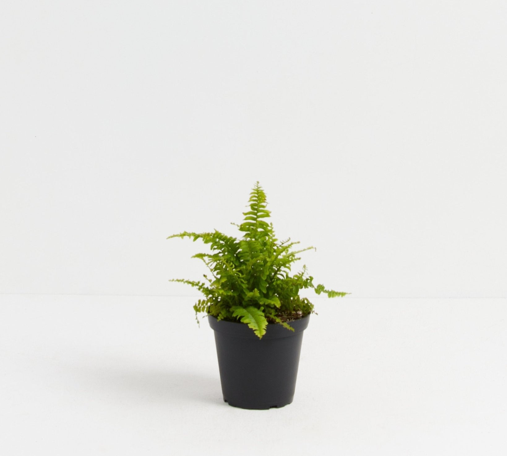 Boston Fern Plant - Indoor Plants - PL_BFP_4IN1 - Varnish + Vine - 4