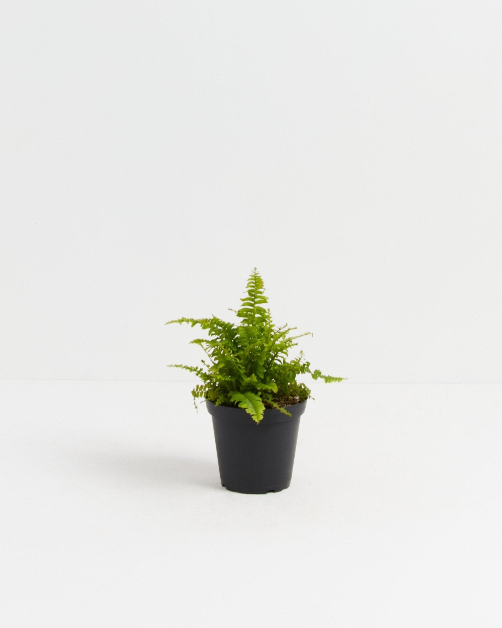 Boston Fern Plant - Indoor Plants - PL_BFP_4IN1 - Varnish + Vine - 4