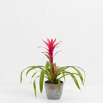 Bromeliad Guzmania - Indoor Plants - PB_GUZ_CP_GW_4IN1 - Varnish + Vine - 9