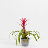 Bromeliad Guzmania - Indoor Plants - PB_GUZ_CP_GW_4IN1 - Varnish + Vine - 9