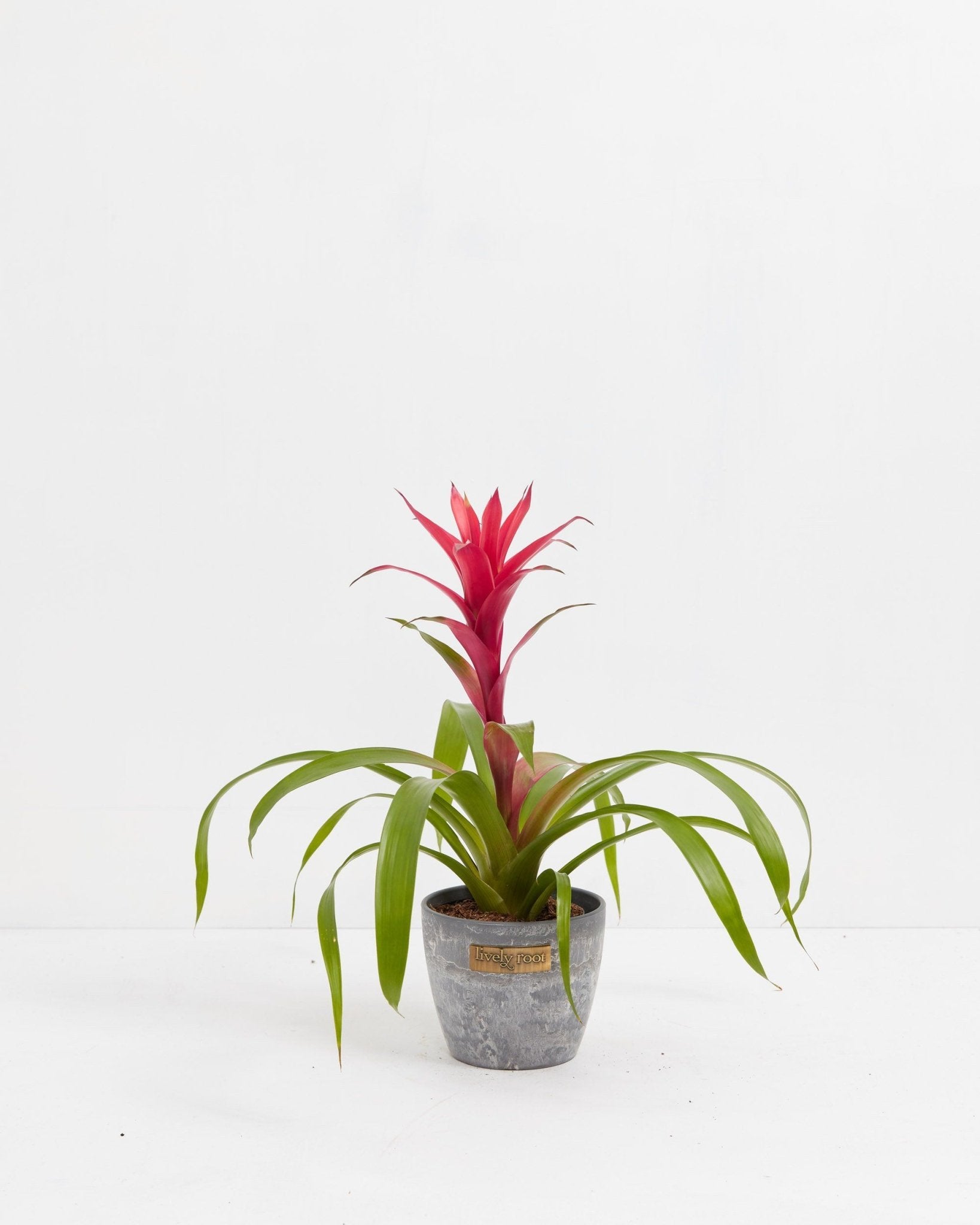 Bromeliad Guzmania - Indoor Plants - PB_GUZ_CP_GW_4IN1 - Varnish + Vine - 9