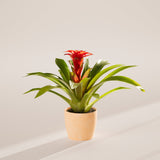 Bromeliad Guzmania - Indoor Plants - PB_GUZ_ECO_MA_6IN1 - Varnish + Vine - 39