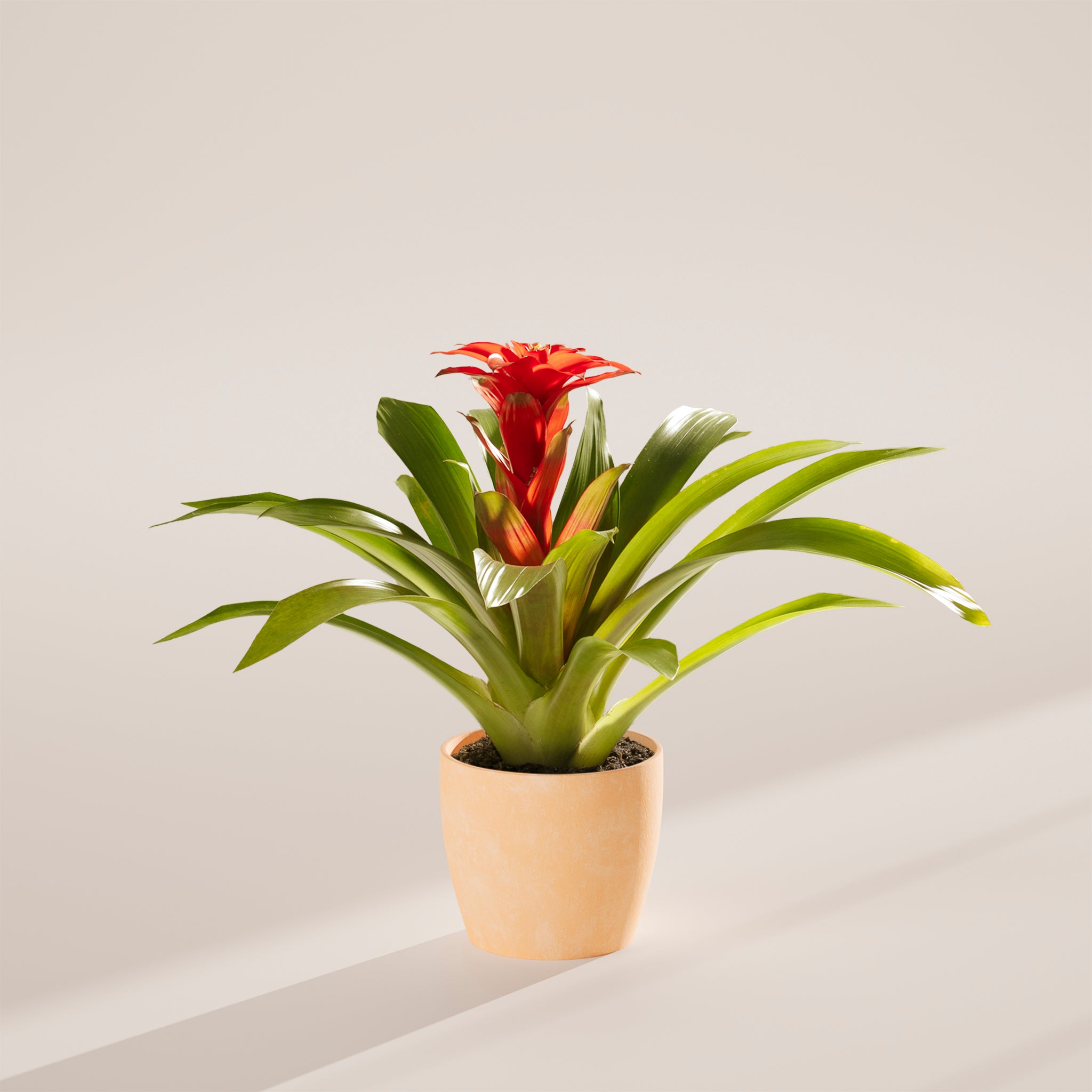 Bromeliad Guzmania - Indoor Plants - PB_GUZ_ECO_MA_6IN1 - Varnish + Vine - 39