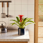 Bromeliad Guzmania - Indoor Plants - PB_GUZ_BAS_LI_6IN1 - Varnish + Vine - 22
