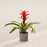 Bromeliad Guzmania - Indoor Plants - PL_GUZ_6IN1 - Varnish + Vine - 43
