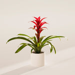 Bromeliad Guzmania - Indoor Plants - PL_GUZ_6IN1 - Varnish + Vine - 49