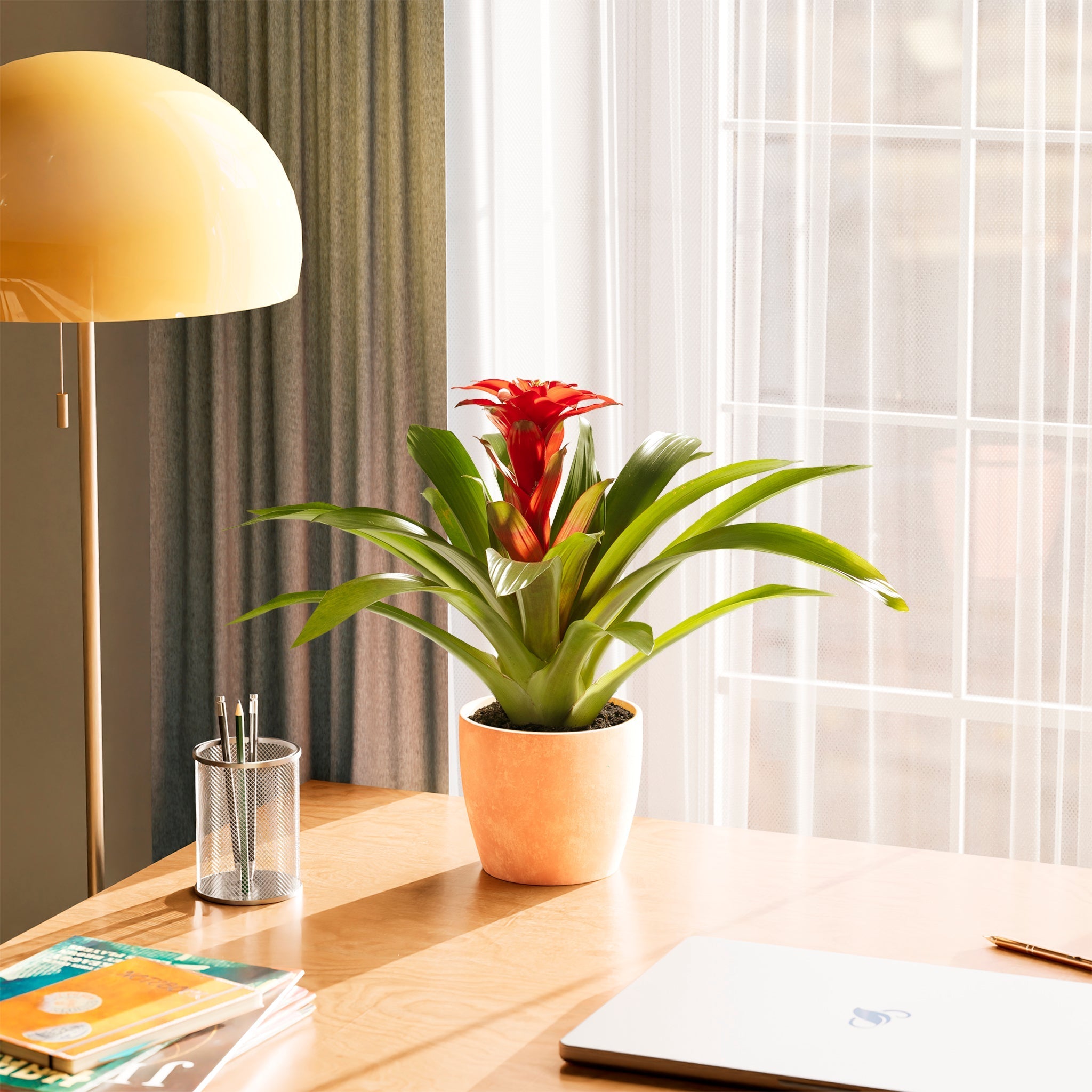 Bromeliad Guzmania - Indoor Plants - PB_GUZ_BAS_LI_6IN1 - Varnish + Vine - 29