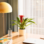 Bromeliad Guzmania - Indoor Plants - PB_GUZ_ECO_EG_6IN1 - Varnish + Vine - 38