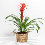 Bromeliad Guzmania - Indoor Plants - PB_GUZ_BAS_LI_6IN1 - Varnish + Vine - 18