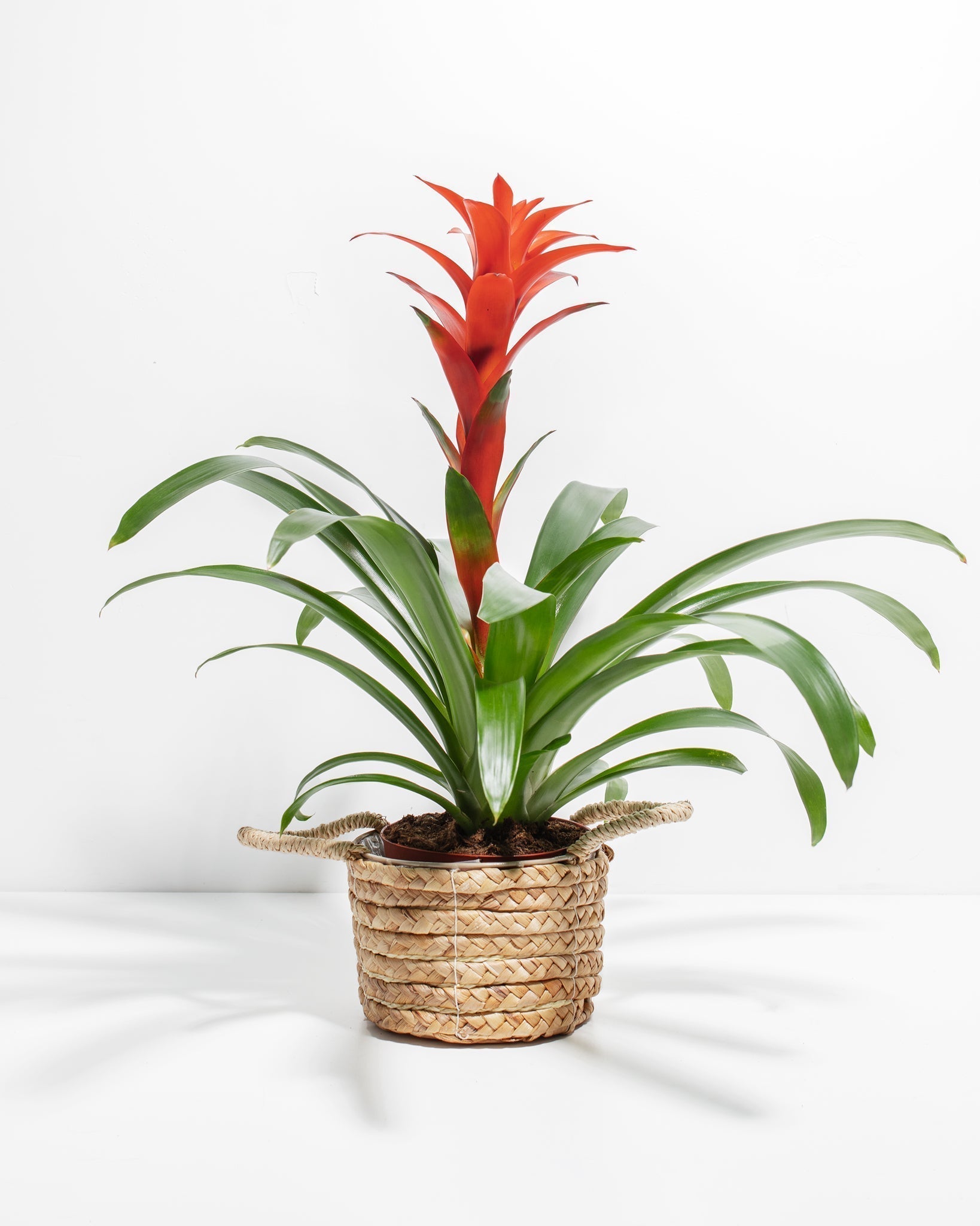 Bromeliad Guzmania - Indoor Plants - PB_GUZ_BAS_LI_6IN1 - Varnish + Vine - 18