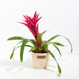 Bromeliad Guzmania - Indoor Plants - PB_GUZ_CP_GW_4IN1 - Varnish + Vine - 11