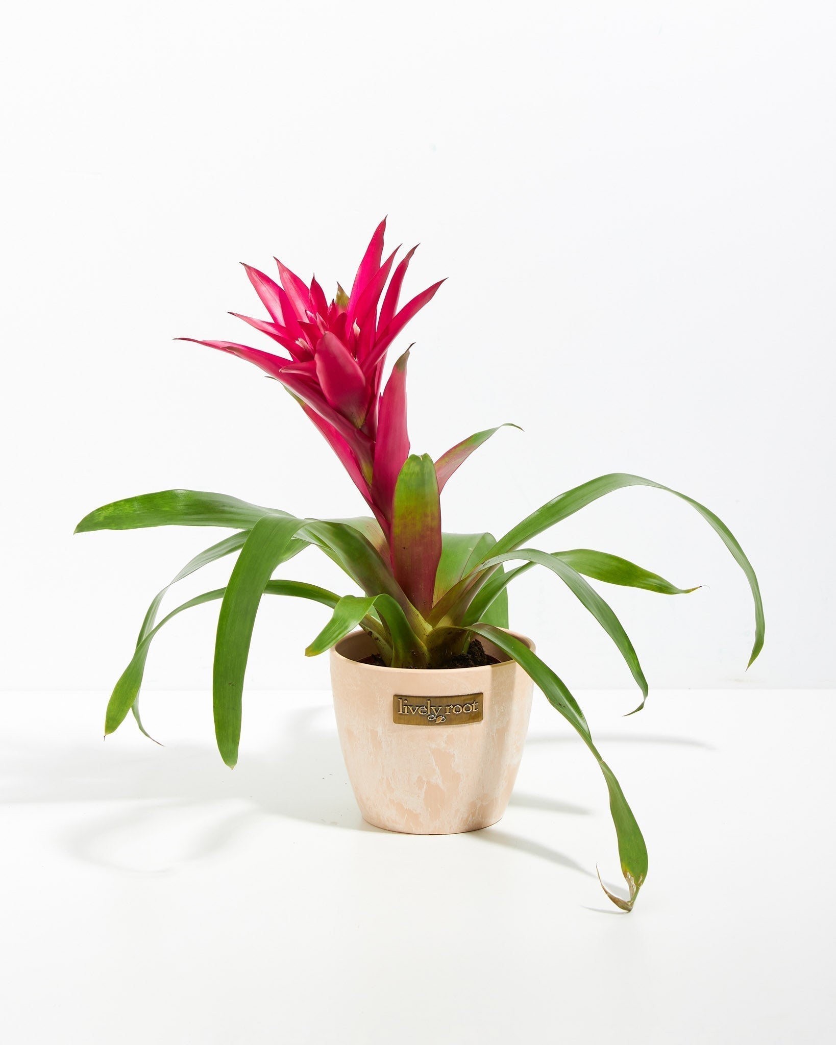Bromeliad Guzmania - Indoor Plants - PB_GUZ_CP_GW_4IN1 - Varnish + Vine - 11