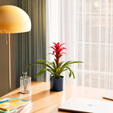 Bromeliad Guzmania - Indoor Plants - PL_GUZ_6IN1 - Varnish + Vine - 45