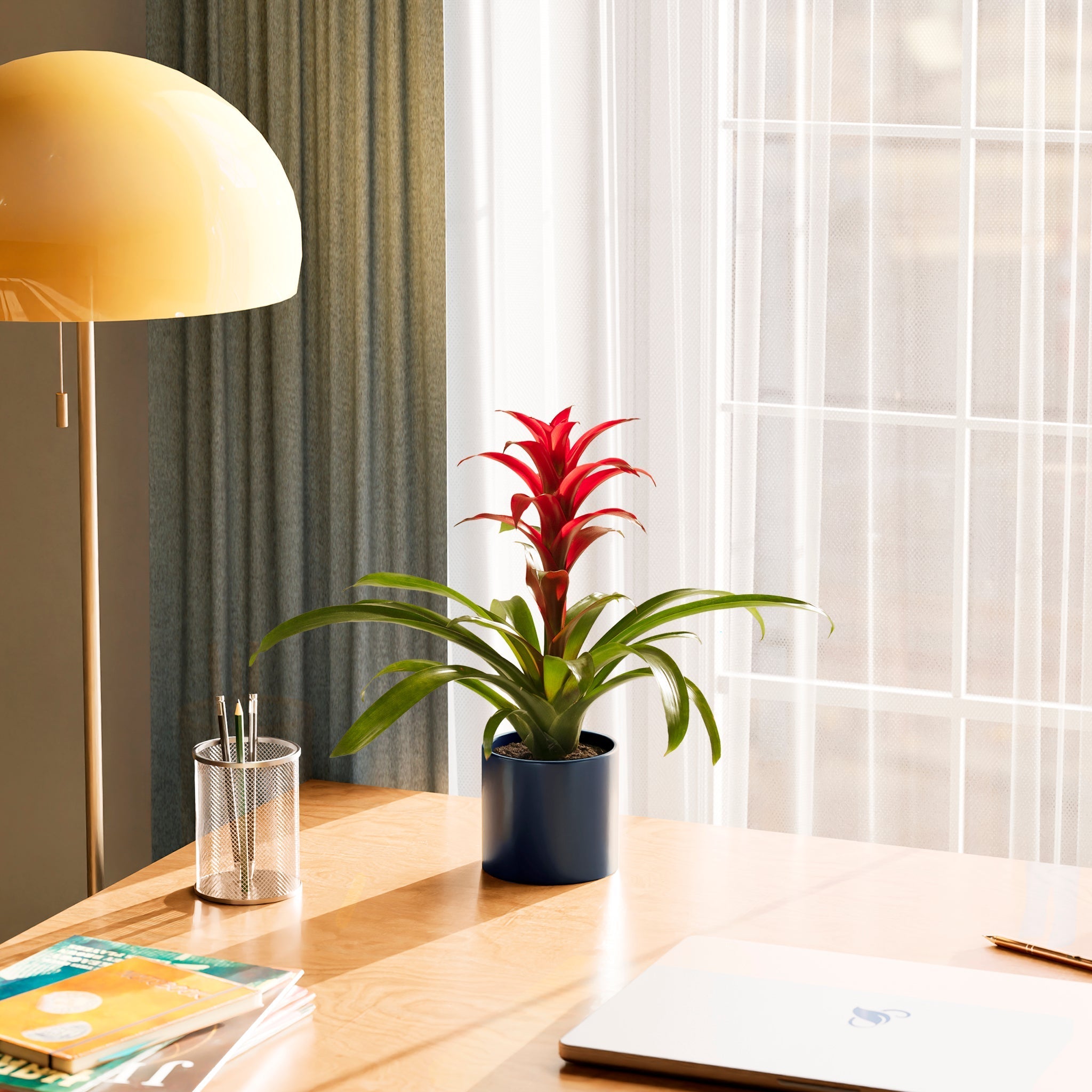 Bromeliad Guzmania - Indoor Plants - PL_GUZ_6IN1 - Varnish + Vine - 45