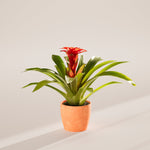 Bromeliad Guzmania - Indoor Plants - PB_GUZ_ECO_CH_6IN1 - Varnish + Vine - 30