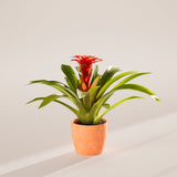Bromeliad Guzmania - Indoor Plants - PB_GUZ_ECO_CH_6IN1 - Varnish + Vine - 30