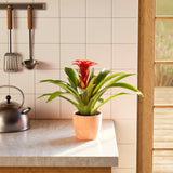 Bromeliad Guzmania - Indoor Plants - PB_GUZ_BAS_LI_6IN1 - Varnish + Vine - 28
