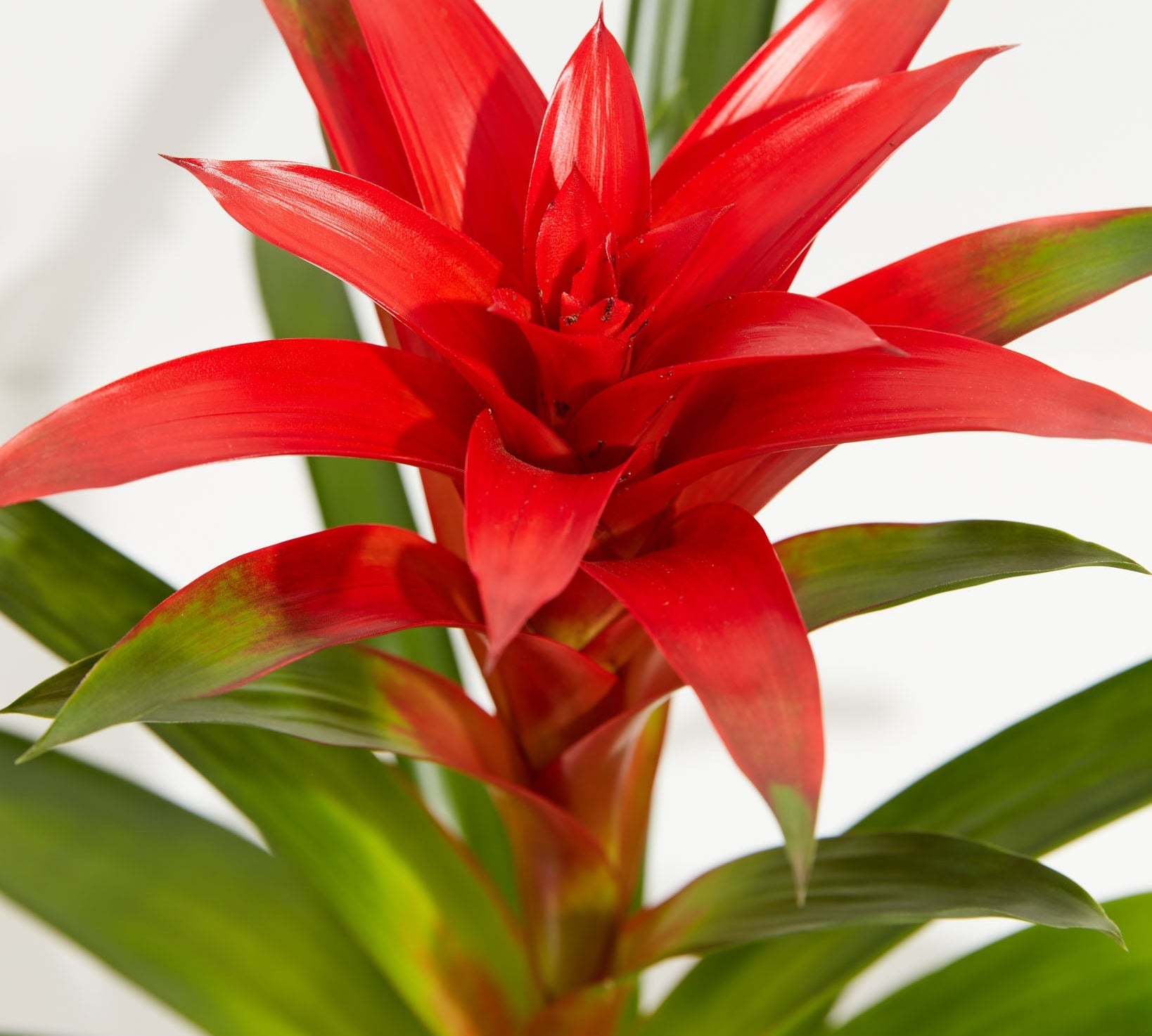 Bromeliad Guzmania - Indoor Plants - PL_GUZ_4IN1 - Varnish + Vine - 2