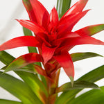 Bromeliad Guzmania - Indoor Plants - PL_GUZ_4IN1 - Varnish + Vine - 2