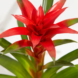 Bromeliad Guzmania - Indoor Plants - PL_GUZ_4IN1 - Varnish + Vine - 2