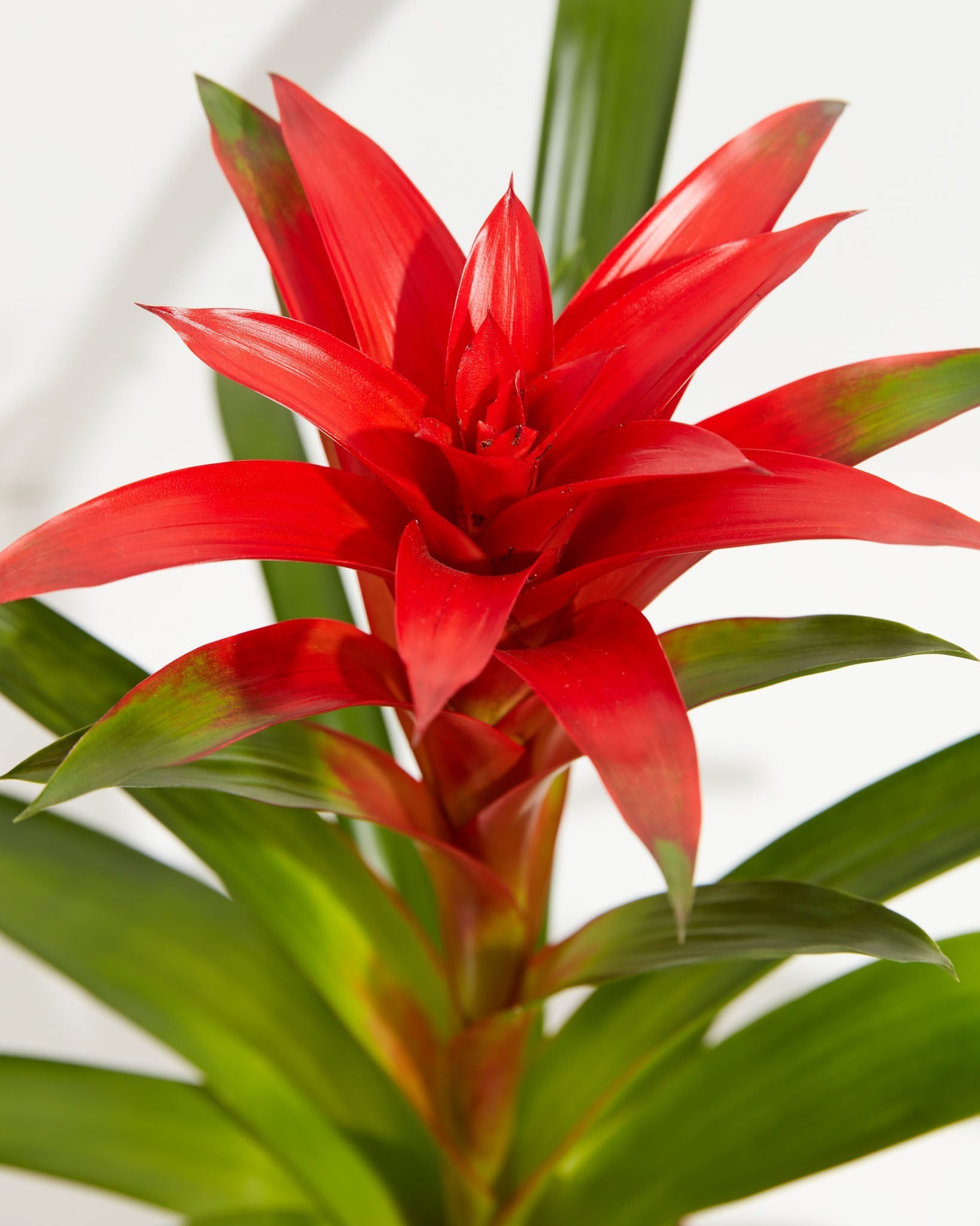 Bromeliad Guzmania - Indoor Plants - PL_GUZ_4IN1 - Varnish + Vine - 2