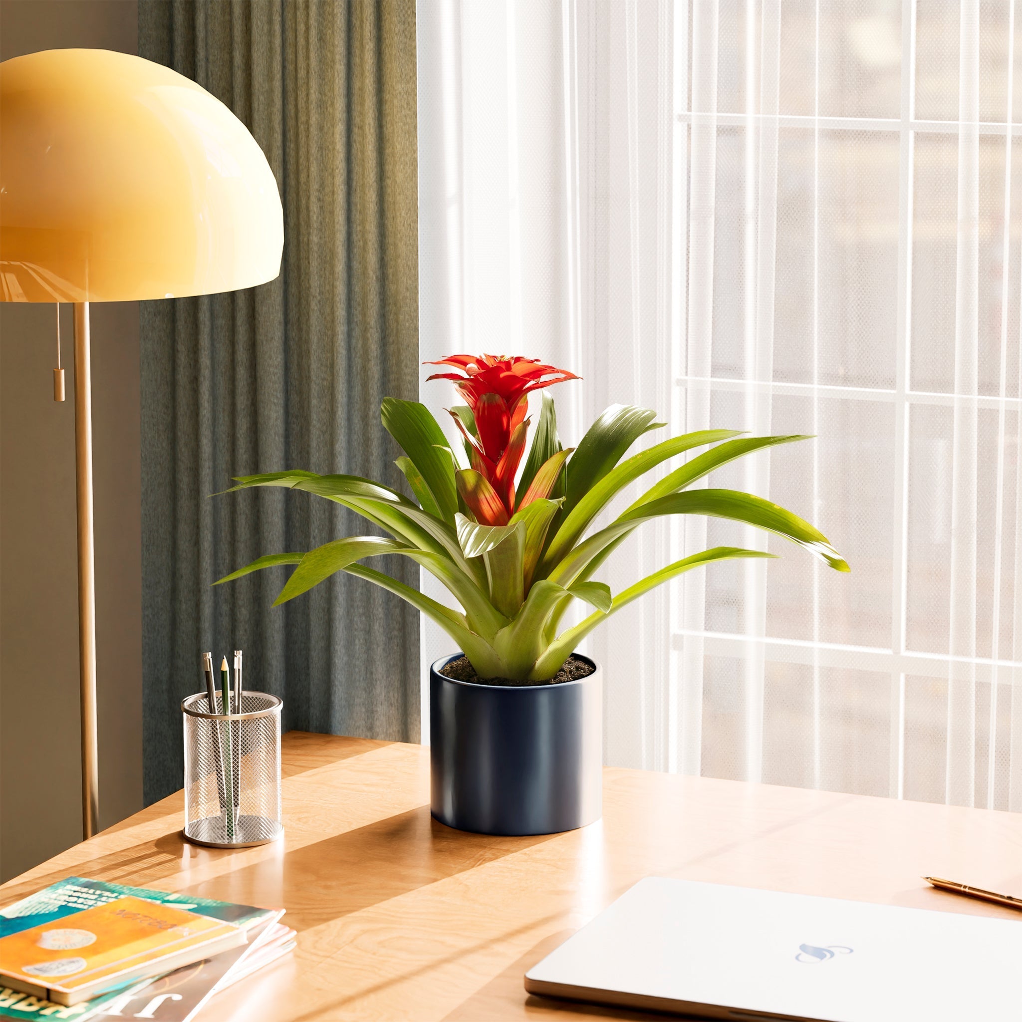 Bromeliad Guzmania - Indoor Plants - PB_GUZ_BAS_LI_6IN1 - Varnish + Vine - 23