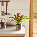 Bromeliad Guzmania - Indoor Plants - PB_GUZ_BAS_LI_6IN1 - Varnish + Vine - 19