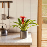 Bromeliad Guzmania - Indoor Plants - PB_GUZ_BAS_LI_6IN1 - Varnish + Vine - 19
