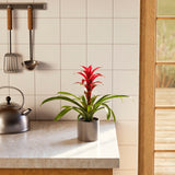 Bromeliad Guzmania - Indoor Plants - PL_GUZ_6IN1 - Varnish + Vine - 41