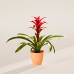 Bromeliad Guzmania - Indoor Plants - PB_GUZ_ECO_CH_4IN1 - Varnish + Vine - 52